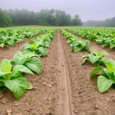 Tobacco farming field with mature tobacco plants ready for harvesting in India
