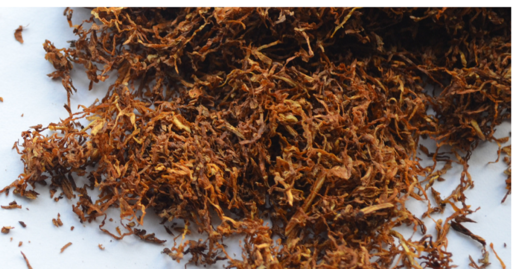 Burley tobacco exporter and supplier from India