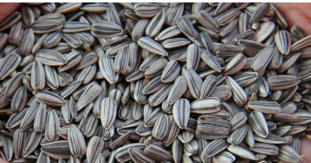 Indian agricultural and vegetable seeds for export from India