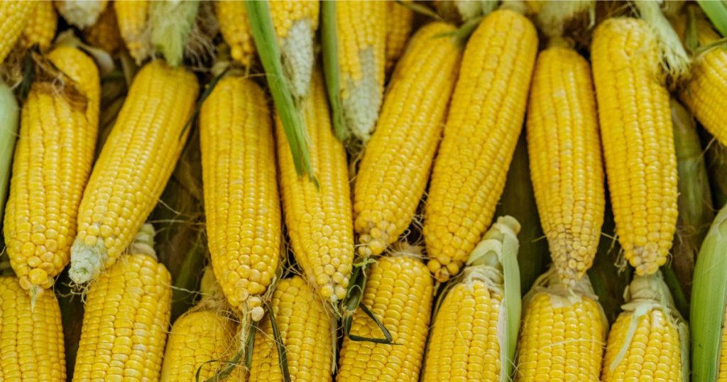Indian corn maize for export from India